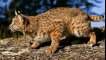 Lynx: видове, описание, начин на живот, поведение, хранене